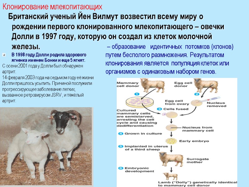 Британский ученый Йен Вилмут возвестил всему миру о рождении первого клонированного млекопитающего – овечки